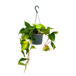 Philodendron Scandens Brasil - In Hangpot - P17 H35 - Kamerplant