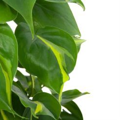 Philodendron Scandens Brasil Op Mosstok - P17 H75 - Kamerplant -Botanische Tuin philodendron scandens brasil op mosstok p17 h75 6 1