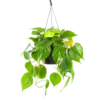 Philodendron Scandens - In Hangpot - P17 H35 - Kamerplant