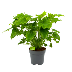 Philodendron Bipinnatifidum Little Hope - P21 H75 - Kamerplant