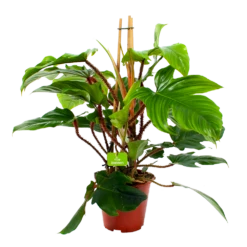 Philodendron Squamiferum Piramide - P19 H75 - Kamerplant