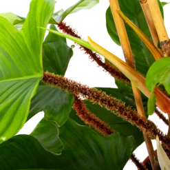 Philodendron Squamiferum Piramide - P19 H75 - Kamerplant -Botanische Tuin philodendron squamiferum piramide p19 h75 6 1