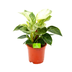 Philodendron White Wave - P17 H40 - Kamerplant