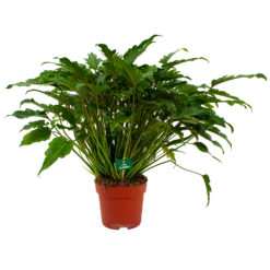 Voorkant 8 Philodendron Xanadu - P21 H60 - Kamerplant