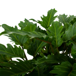 Voorkant -Botanische Tuin philodendron xanadu p21 h60 5