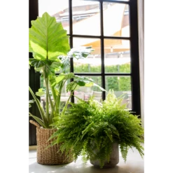 Plantenmand Joris - D30 X H27cm - Naturel 4 Plantenmand Joris - D30 X H27cm - Naturel -Botanische Tuin plantenmand joris naturel plantenmand 2 2