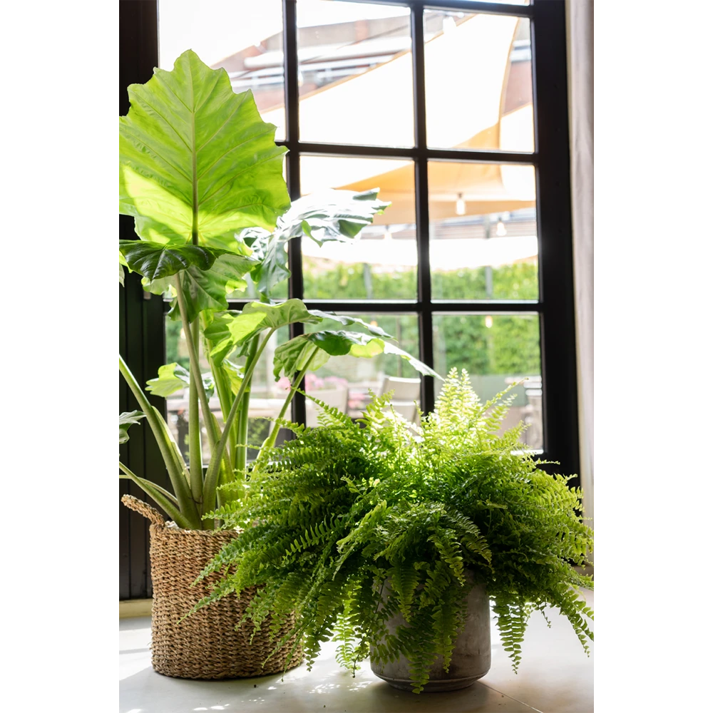 Plantenmand Joris - D38 X H33cm - Naturel 2 Plantenmand Joris - D38 X H33cm - Naturel - Afbeelding 2