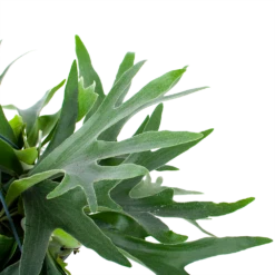 Platycerium Bifurcatum - Hertshoornvaren - In Hangpot - P21 H60 - Kamerplant -Botanische Tuin platycerium bifurcatum hertshoornvaren in hangpot p21 h60 6