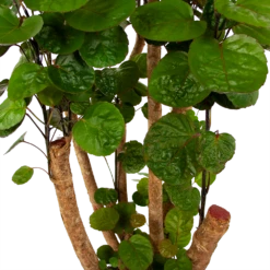 Polyscias Fabian - Aralia - P24 H100 - Kamerplant -Botanische Tuin polyscias fabian aralia p24 h100 6 1