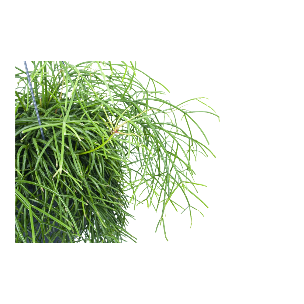 Rhipsalis Cassutha - Koraalcactus - In Hangpot - P17 H40 - Kamerplant 2 Rhipsalis Cassutha - Koraalcactus - In Hangpot - P17 H40 - Kamerplant - Afbeelding 2
