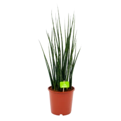 Voorkant 14 Sansevieria Fernwoord Mikado - Vrouwentong - P19 H75 - Kamerplant