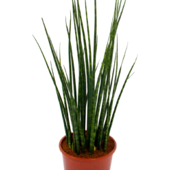 Voorkant -Botanische Tuin sansevieria fernwoord mikado vrouwentong p19 h75 5 2