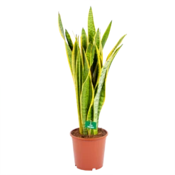 Sansevieria Laurentii - Vrouwentong - P21 H80 - Kamerplant