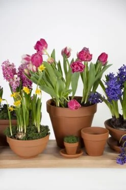 Plantenschotel Sottovaso - D41 X H5cm - Oranje -Botanische Tuin saucer sottovaso 87411rz d41h5 schaal 6 8