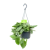 Scindapsus Pictus Silvery Ann - Epipremnum - In Hangpot - P15 H30 - Kamerplant