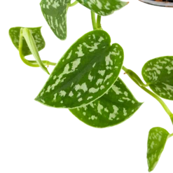 Scindapsus Pictus Trebie - Epipremnum - In Hangpot - P15 H20 - Kamerplant -Botanische Tuin scindapsus pictus trebie epipremnum in hangpot p15 6 1