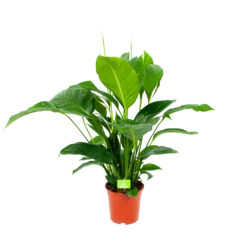 Spathiphyllum Wallisii - Lepelplant - P19 H80 Wit - Kamerplant