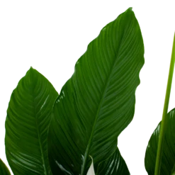 Spathiphyllum Wallisii - Lepelplant - P24 H120 Wit - Kamerplant -Botanische Tuin spathiphyllum wallisii lepelplant p24 h120 wit 6