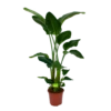 Strelitzia Nicolai - Paradijsvogelpant - P27 H180 - Kamerplant