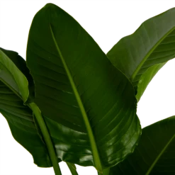 Strelitzia Nicolai - Paradijsvogelpant - P27 H180 - Kamerplant -Botanische Tuin strelitzia nicolai paradijsvogelpant p27 h180 6 2