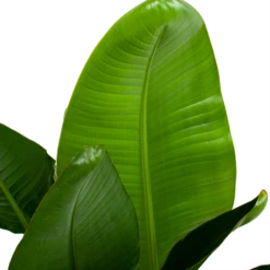 Strelitzia Nicolai - Paradijsvogelpant - P28 H130 - Kamerplant -Botanische Tuin strelitzia nicolai paradijsvogelpant p28 h130 6