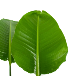 Strelitzia Nicolai - Paradijsvogelpant - P30 H130 - Kamerplant 7 Strelitzia Nicolai - Paradijsvogelpant - P30 H130 - Kamerplant -Botanische Tuin strelitzia nicolai paradijsvogelpant p30 h130 5