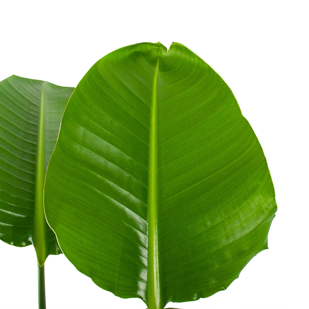 Strelitzia Nicolai - Paradijsvogelpant - P30 H130 - Kamerplant 3 Strelitzia Nicolai - Paradijsvogelpant - P30 H130 - Kamerplant - Afbeelding 3