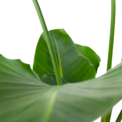 Strelitzia Nicolai - Paradijsvogelpant - P30 H130 - Kamerplant 8 Strelitzia Nicolai - Paradijsvogelpant - P30 H130 - Kamerplant -Botanische Tuin strelitzia nicolai paradijsvogelpant p30 h130 6