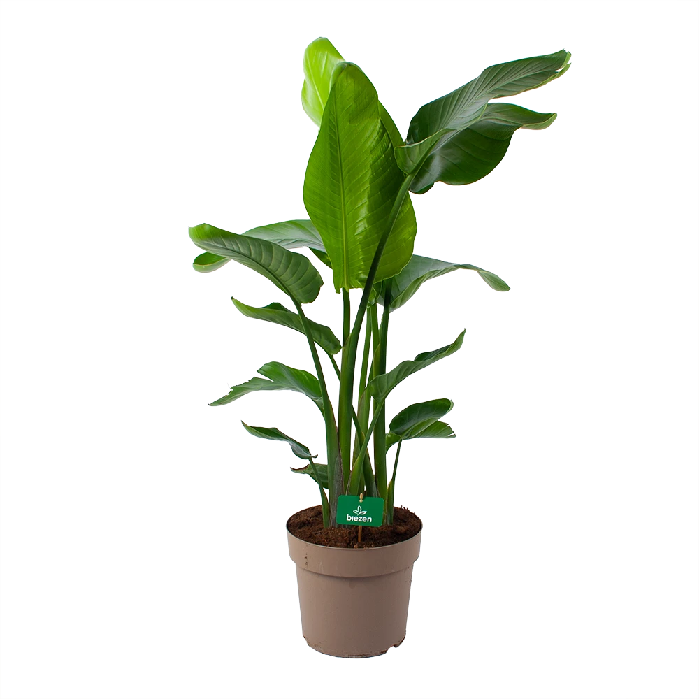 Strelitzia Nicolai - Paradijsvogelpant - P30 H130 - Kamerplant 1 Strelitzia Nicolai - Paradijsvogelpant - P30 H130 - Kamerplant