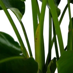 Strelitzia Nicolai - Paradijsvogelpant - P32,5 H165 - Kamerplant -Botanische Tuin strelitzia nicolai paradijsvogelpant p32 5 h165 6