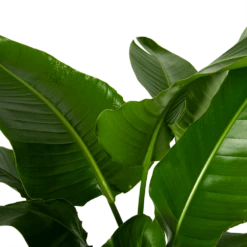 Strelitzia Nicolai - Paradijsvogelpant - P38 H160 - Kamerplant -Botanische Tuin strelitzia nicolai paradijsvogelpant p38 h160 4