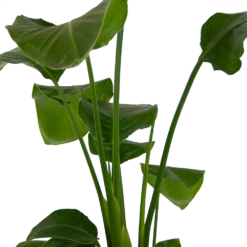 Voorkant -Botanische Tuin strelitzia nicolai paradijsvogelplant p17 h80 kamerplant 2