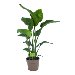 Voorkant 16 Strelitzia Nicolai - Paradijsvogelplant - P21 H90 - Kamerplant