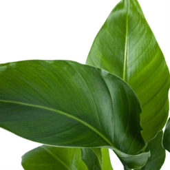 Voorkant -Botanische Tuin strelitzia nicolai paradijsvogelplant p21 h90 5