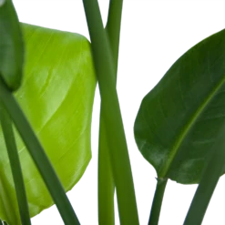 Strelitzia Nicolai - Paradijsvogelplant - P21 H90 - Kamerplant -Botanische Tuin strelitzia nicolai paradijsvogelplant p21 h90 6