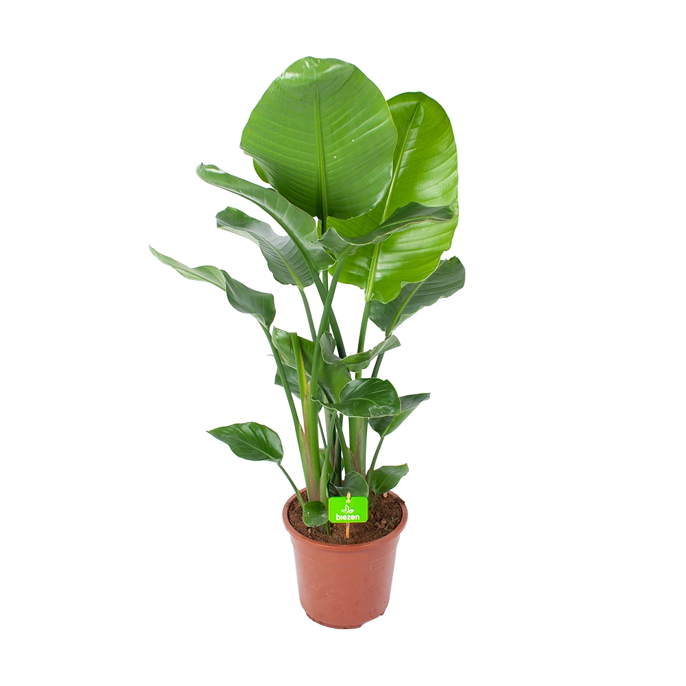 Strelitzia Nicolai - Paradijsvogelplant - P27 H110 - Kamerplant 1 Strelitzia Nicolai - Paradijsvogelplant - P27 H110 - Kamerplant