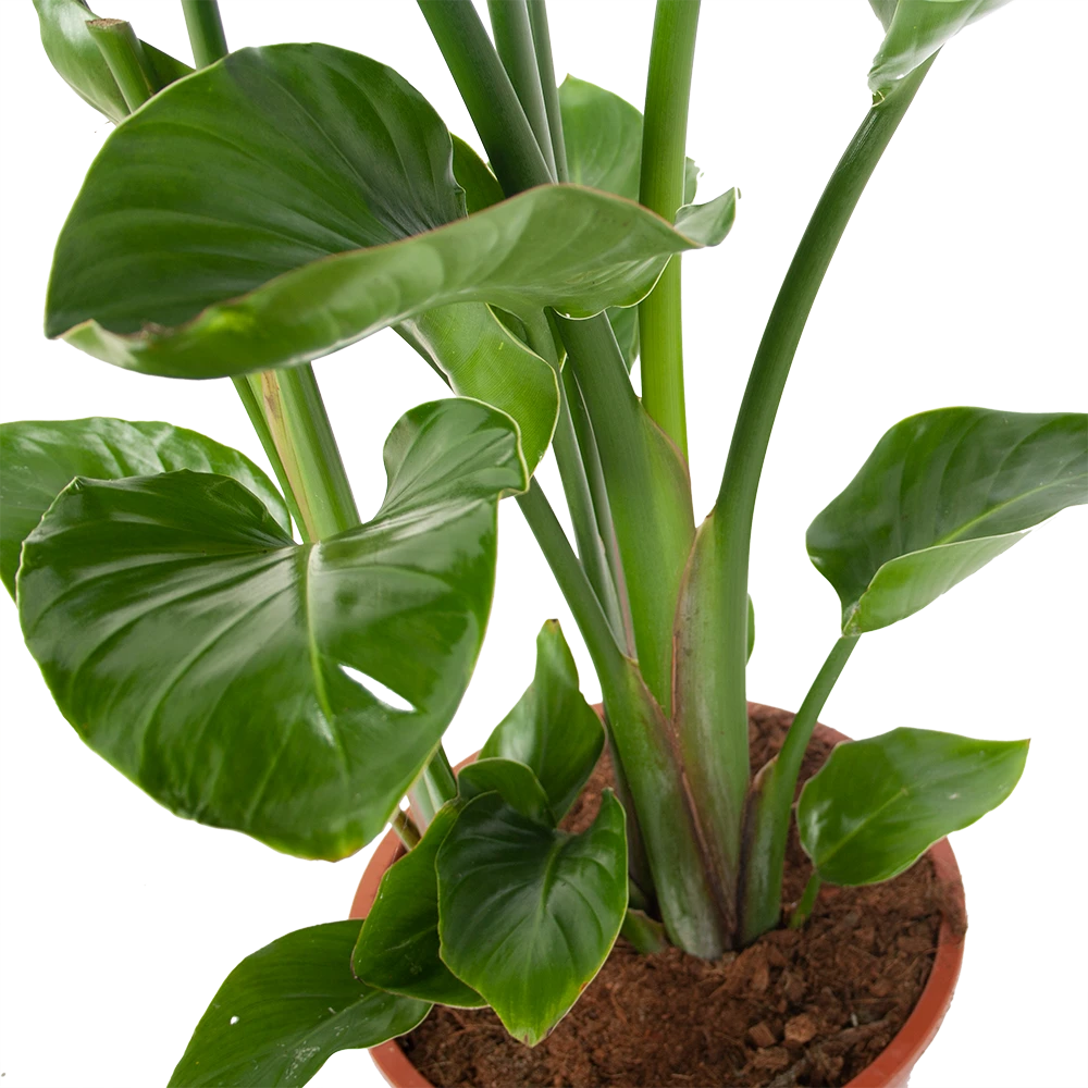 Strelitzia Nicolai - Paradijsvogelplant - P27 H110 - Kamerplant 2 Strelitzia Nicolai - Paradijsvogelplant - P27 H110 - Kamerplant - Afbeelding 2