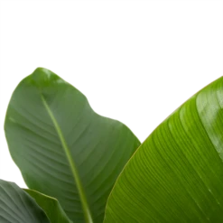 Strelitzia Nicolai - Paradijsvogelplant - P27 H110 - Kamerplant 6 Strelitzia Nicolai - Paradijsvogelplant - P27 H110 - Kamerplant -Botanische Tuin strelitzia nicolai paradijsvogelplant p27 h110 6 2