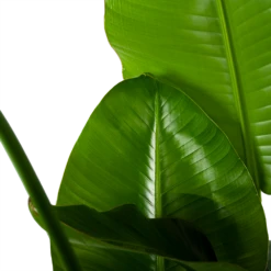 Strelitzia Nicolai - Paradijsvogelplant - P35 H130 - Kamerplant -Botanische Tuin strelitzia nicolai paradijsvogelplant p35 h130 6