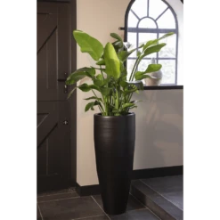 Strelitzia Nicolai - Paradijsvogelplant - P35 H200 - Kamerplant -Botanische Tuin strelitzia nicolai paradijsvogelplant p35 h200 5