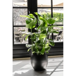 Strelitzia Nicolai - Paradijsvogelplant - P35 H200 - Kamerplant -Botanische Tuin strelitzia nicolai paradijsvogelplant p35 h200 6