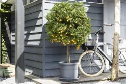 Plantenschotel Elho Universeel Rond 48cm - Antraciet -Botanische Tuin universele schotel rond 48cm schotel antraciet 7 13