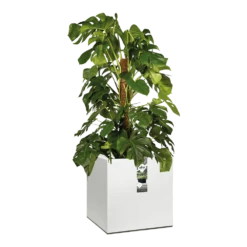 Elho Vivo Matt Finish Vierkant Wielen 40cm - Wit 12 Elho Vivo Matt Finish Vierkant Wielen 40cm - Wit -Botanische Tuin vivo matt finish vierkant wielen 40cm wit 6 1