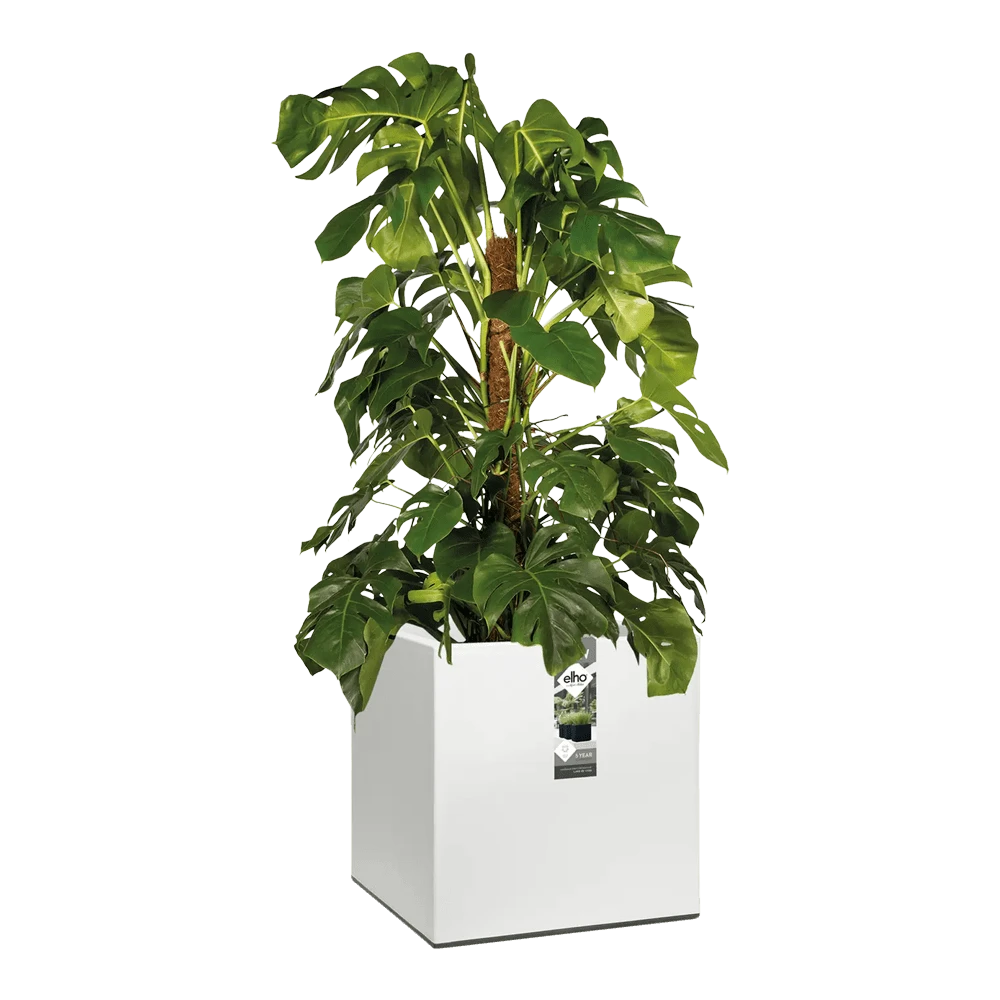 Elho Vivo Matt Finish Vierkant Wielen 40cm - Wit 6 Elho Vivo Matt Finish Vierkant Wielen 40cm - Wit - Afbeelding 6