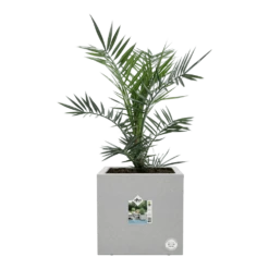 Elho Vivo Next Vierkant Wielen 40cm - Warm Grijs -Botanische Tuin vivo matt vierkant wielen 40cm warm grijs 6 1