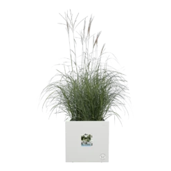 Elho Vivo Next Vierkant Wielen 30cm - Wit -Botanische Tuin vivo next vierkant wielen 30cm wit 5 1