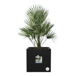 Elho Vivo Next Vierkant Wielen 40cm - Living Black -Botanische Tuin vivo next vierkant wielen 40cm living black 4 1