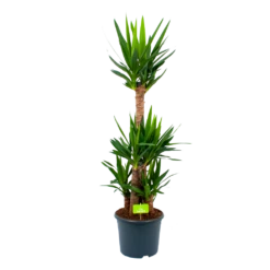 Yucca - Palmlelie - P29 H150 - Kamerplant