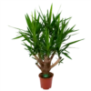 Yucca - Vertakt - Palmlelie - P27 H110 - Kamerplant