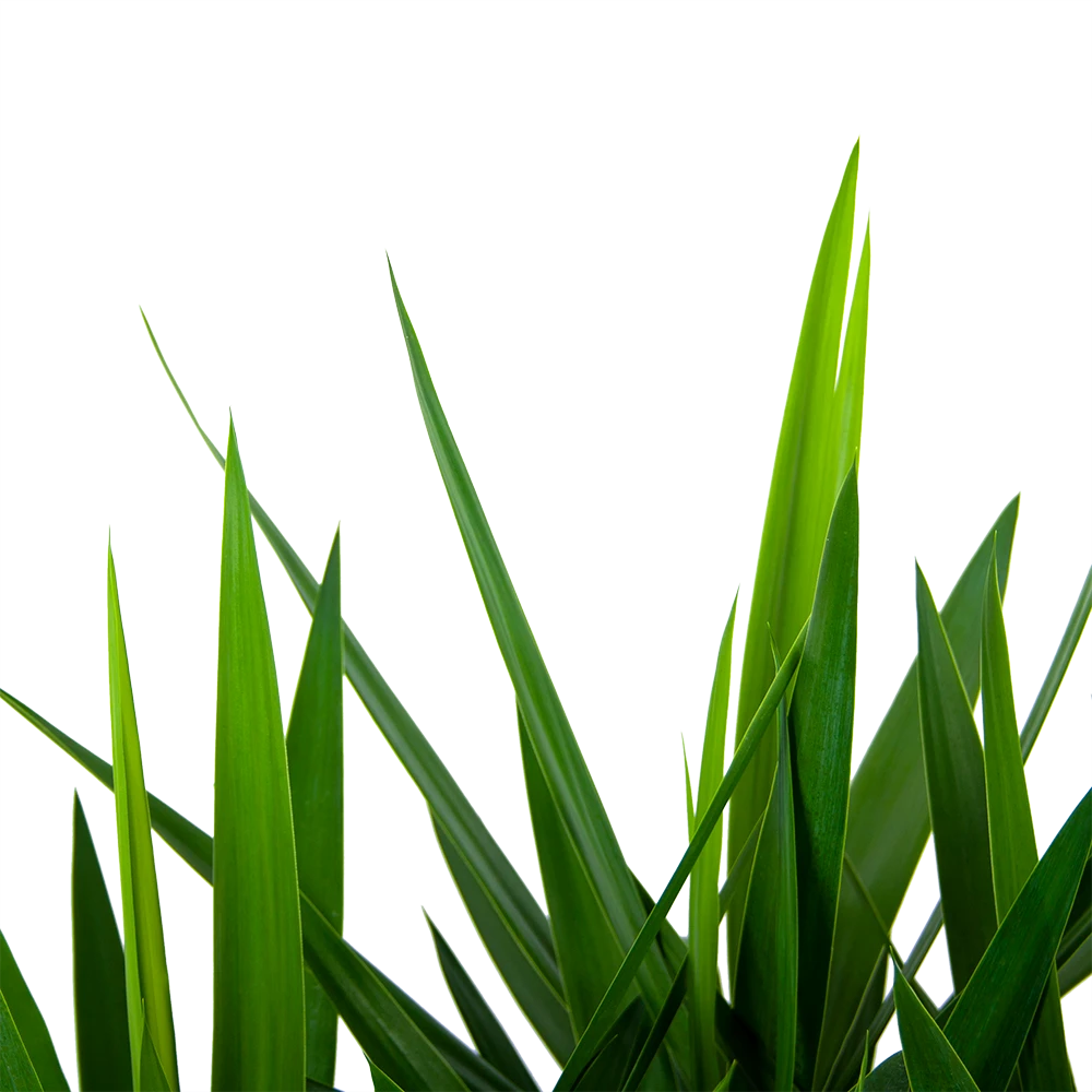 Yucca - Vertakt - Palmlelie - P27 H110 - Kamerplant 2 Yucca - Vertakt - Palmlelie - P27 H110 - Kamerplant - Afbeelding 2